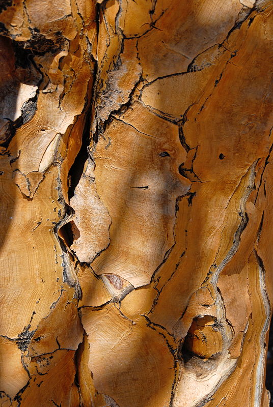 061119-102507-Namibiad_Web_x800