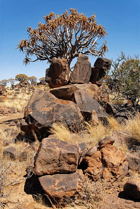 061119-101954-Namibiad_Web_x800