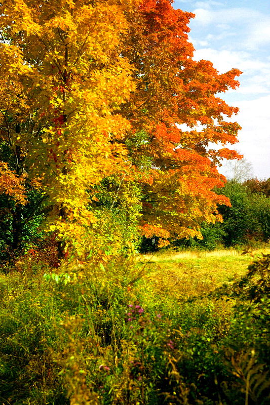 199-Herbst-in-Connecticut_x800