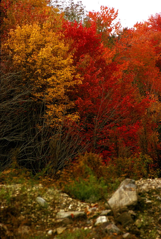 201-Herbst-in-Connecticut_x800